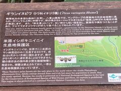 米原のヤエヤマヤシ群落