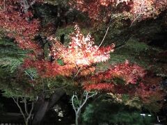 高台寺です。ライトアップの紅葉もまた素敵。