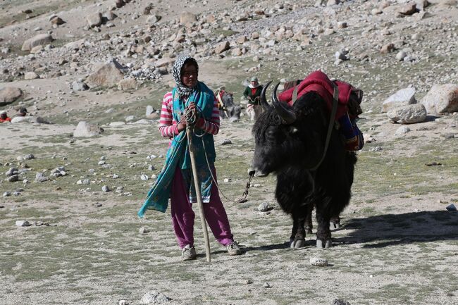 <br />これであなたも「ヤク漬け！」<br />https://youtu.be/f-VBfaHk3N4<br /><br />大移動の直前<br />https://youtu.be/nmI6zJXz1ug<br /><br />子牛を手なづける・・・？<br />https://youtu.be/H3RhDrkk5TY<br /><br /><br />