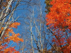 公園入口の紅葉
青空とのコントラストの鮮やかさに思わずパチリ