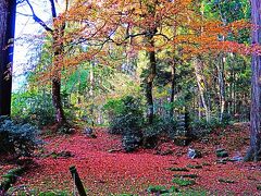 福井県-19　勝山市b　平泉寺白山神社　　　　61/　　　49