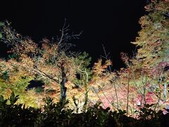 宝厳院の塀の上に見えていた紅葉のライトアップ