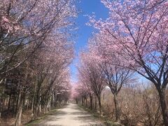 津軽岩木スカイラインの南側の桜並木。