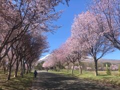 岩木山総合公園の桜並木。あえて岩木山は隠した。