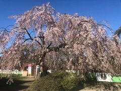 弘前公園の枝垂れ桜。