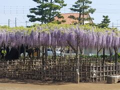 鬼怒川温泉に向かって出発です。
行きに足利フラワーパークに寄ろうかと思いましたが混みそうなので
加須の玉敷神社に寄りました。
藤の見頃はまだかと思っていましたが咲きだしていました