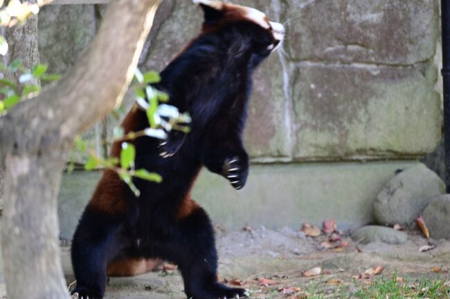 レッサーパンダはかわゆい 八木山動物公園 2 仙台 宮城県 の旅行記 ブログ By トットさん フォートラベル