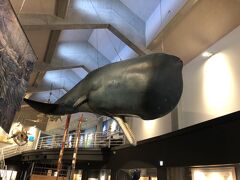 キラメッセ室戸のクジラ博物館。
