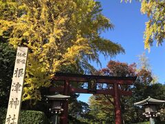 根津神社　表参道口の鳥居
1900年余の昔、日本武尊が千駄木の地に創祀したと伝えられる古社で、文明年間には太田道灌が社殿を奉建しているという古刹です。
江戸時代五代将軍徳川綱吉は世継が定まった際に現在の社殿を奉建、千駄木の旧社地から御遷座。明治維新には、明治天皇御東幸にあたり勅使を遣わされ、国家安泰の御祈願を修められる等、古来御神威高い名社とのことです。

２０２０．１１．０９
両脇の銀杏が今年もきれいの黄葉してきました。
