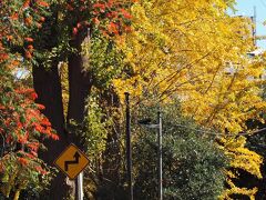 ２０２０．１１．２１
根津神社表参道脇の新坂から観る銀杏と紅葉し始めた櫨の木
