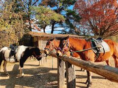 約10ヶ月ぶりの乗馬だったので、いつも乗っていたのんびり屋のモモノスケくんではなく、ベテランのチャリくんに乗ることにしました