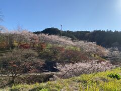 その前に、
母からよく聞かされていた四季桜