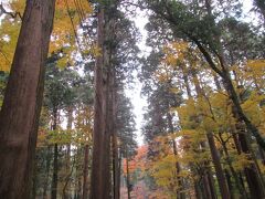 イチョウの木が印象的でした
高い木々が多く静かな落ち着いた神社でした