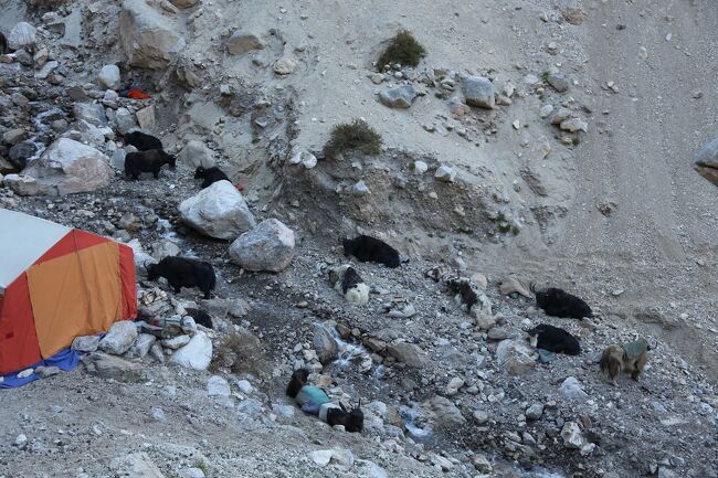 シャチミルコ峠からの恐ろしい下りの後、谷間にキャンプした。<br /><br />この地方（パキスタン・シムシャール）では、毎年決まった地区を決まった時期に移動しながら放牧を続けています。その移動を「クッチ」と言います。その中でも、今回向かっている「シュエルト」には、数千頭のヤクやヤギが一斉に移動する迫力あるものです。<br /><br />