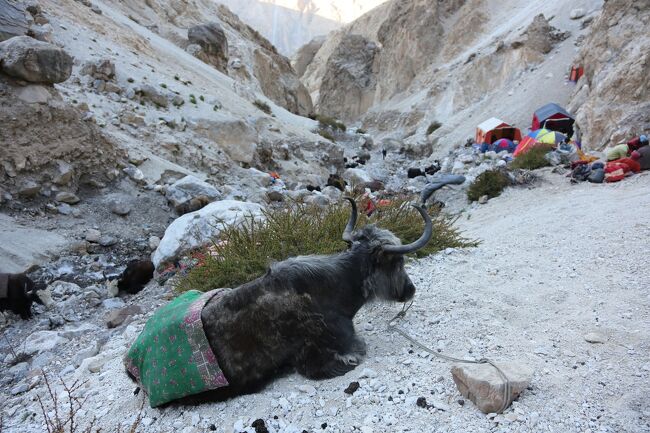 ヤクは「ここ邪魔」って言っても、絶対にどかないからね。