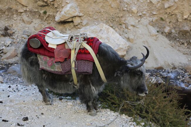 よ～く見ると、ヤクの角って意外と鋭い。<br /><br />ヤクの世話をしていたスタッフのの腹にヤクの角が刺さった！<br />という衝撃的な事故は突然起きた。