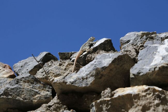 お～‥珍しく生物が！<br />こんなのがいるってことは虫くらいはいるんだろうね。