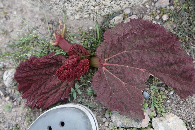 お~植物が！<br />何だか食べれそう？