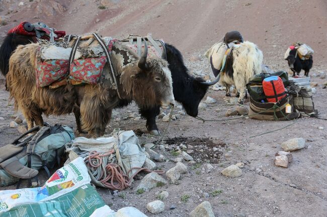 ヤクは大人しく攻撃的ではないのだが、なんてったって「あの大きくて鋭い角」。<br />いやだ、いやだ・・・と首を振ったときに運悪く腹に当たったのか・・？<br /><br />野次馬的にいろいろ聞くのもはばかれるので、詳しい状況は分からなかったが、彼は二人のスタッフに寄り添われて村に戻って行った。<br /><br />