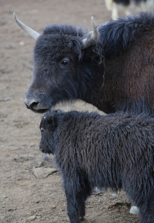 3人のスタッフが抜けたので我々チームも大きな痛手となったが、結果的には何も支障がなかった様な気がした。もしかしたら近くの村人が新たに助っ人として来てたのかもしれない。<br /><br />後から聞いた話では、運悪くヤクの角が刺さってしまったスタッフは、命に別状はなく村に戻ったそうだ。<br /><br />