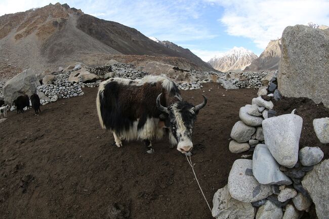 繋がれちゃったよ。