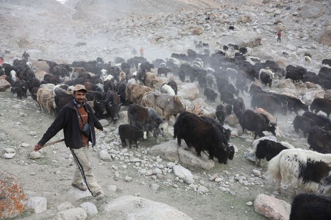 次々にヤクが集合。