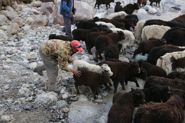 子ヤクが可愛い。
