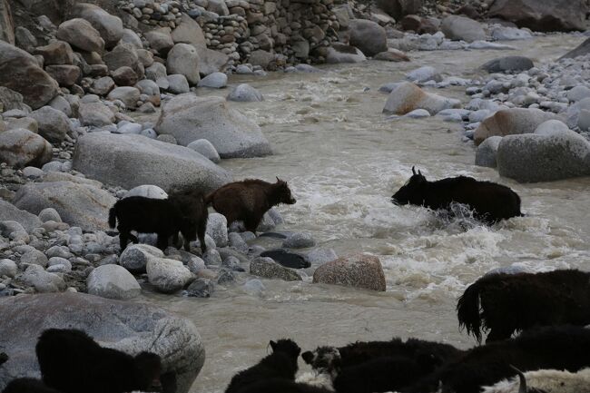子ヤクを助ける。