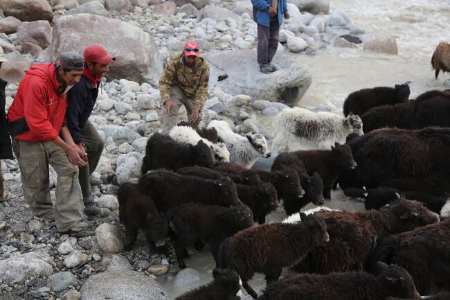 子ヤクは最後尾