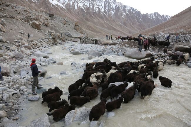 全ヤクが無事渡った。