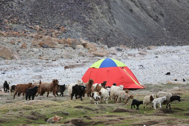 ヤギ様のお通り