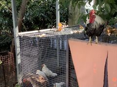 狛犬の代わりに鶏だらけの神社の前を通って、