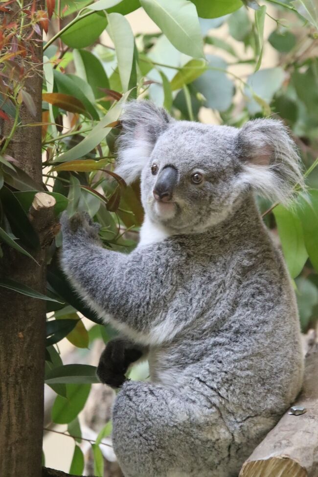 赤ちゃんやニューフェイス詣の紅葉の多摩動物公園 前編 東山動物園から来たコアラたちやオランウータンの赤ちゃんや威嚇する可愛いシロフクロウ他 日野 昭島 東京 の旅行記 ブログ By まみさん フォートラベル