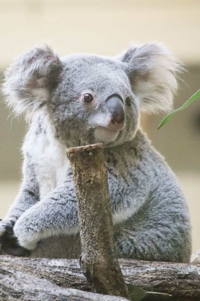 赤ちゃんやニューフェイス詣の紅葉の多摩動物公園 前編 東山動物園から来たコアラたちやオランウータンの赤ちゃんや威嚇する可愛いシロフクロウ他 日野 昭島 東京 の旅行記 ブログ By まみさん フォートラベル