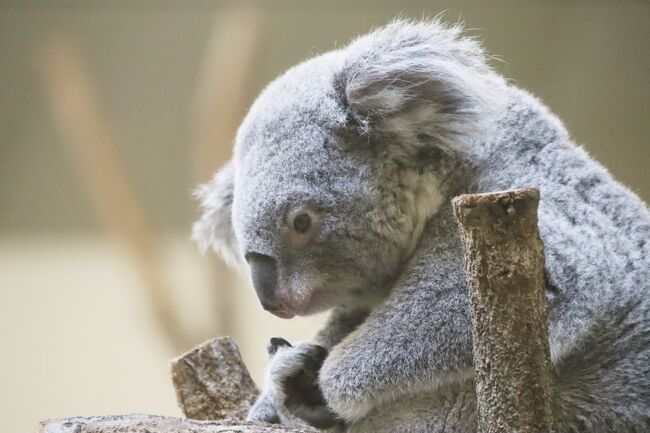 赤ちゃんやニューフェイス詣の紅葉の多摩動物公園 前編 東山動物園から来たコアラたちやオランウータンの赤ちゃんや威嚇する可愛いシロフクロウ他 日野 昭島 東京 の旅行記 ブログ By まみさん フォートラベル 赤ちゃんやニューフェイス詣の紅葉の多摩動物公園 前編 東山動物園から来たコアラたちやオランウータンの赤ちゃんや威嚇する可愛いシロフクロウ他 日野 昭島 東京 の旅行記 ブログ By まみさん フォートラベル