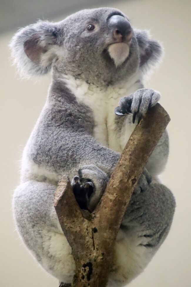 赤ちゃんやニューフェイス詣の紅葉の多摩動物公園 前編 東山動物園から来たコアラたちやオランウータンの赤ちゃんや威嚇する可愛いシロフクロウ他 日野 昭島 東京 の旅行記 ブログ By まみさん フォートラベル 赤ちゃんやニューフェイス詣の紅葉の多摩動物公園 前編 東山動物園から来たコアラたちやオランウータンの赤ちゃんや威嚇する可愛いシロフクロウ他 日野 昭島 東京 の旅行記 ブログ By まみさん フォートラベル