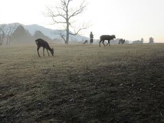 朝もやの中、奈良公園に朝の散歩で訪れました。早朝は緑豊かな中、鹿の姿を見ながら、美しく紅葉した木々など自然に触れながらの散歩が楽しかったです。