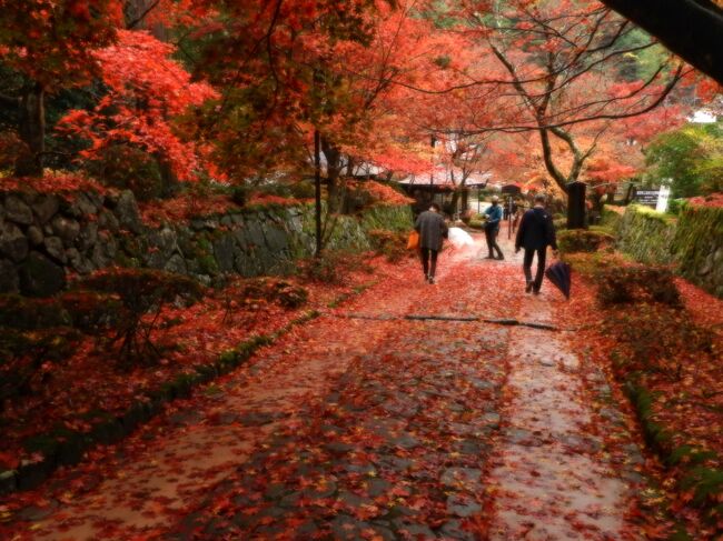 紅葉バスツアー 1 彦根 滋賀県 の旅行記 ブログ By Hal99さん フォートラベル 紅葉バスツアー 1 彦根 滋賀県 の旅行記 ブログ By Hal99さん フォートラベル