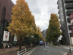 新宿文化センター前の銀杏並木。