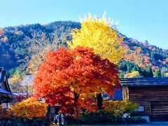 展望台から見えた気になる紅葉スポットへと向かってみました。
本覚寺さん　楓の赤と銀杏の黄色が凄く鮮やか