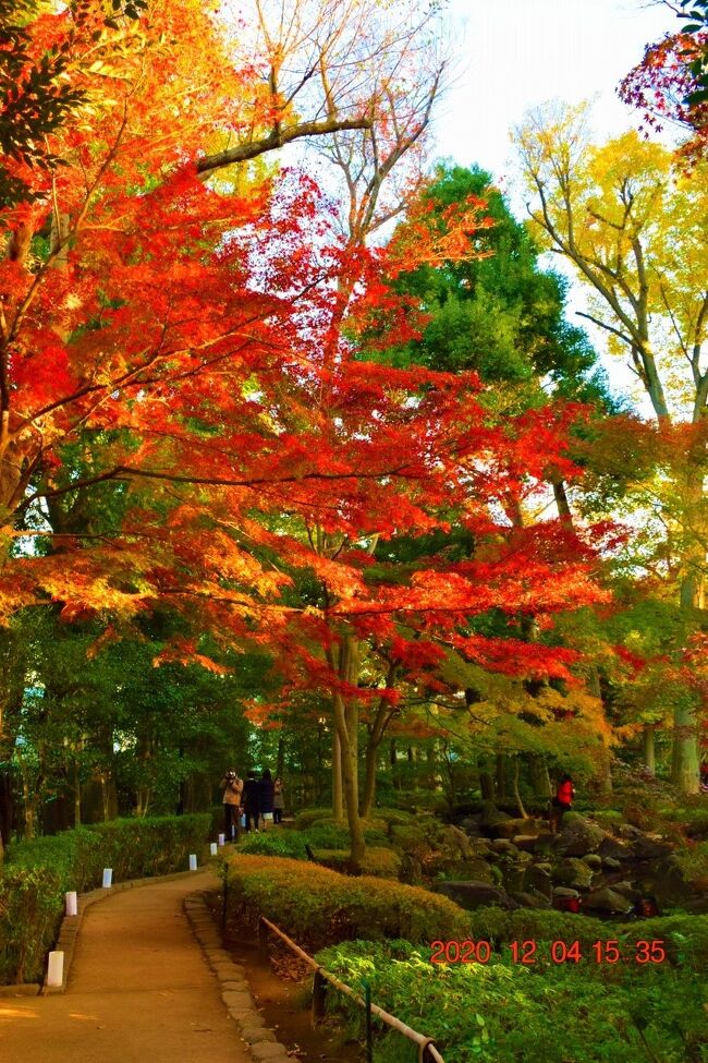 都内紅葉穴場 大田黒公園紅葉とライトアップ 黄昏 夕方の紅葉 荻窪 西荻窪 東京 の旅行記 ブログ By Jh2fxvさん フォートラベル