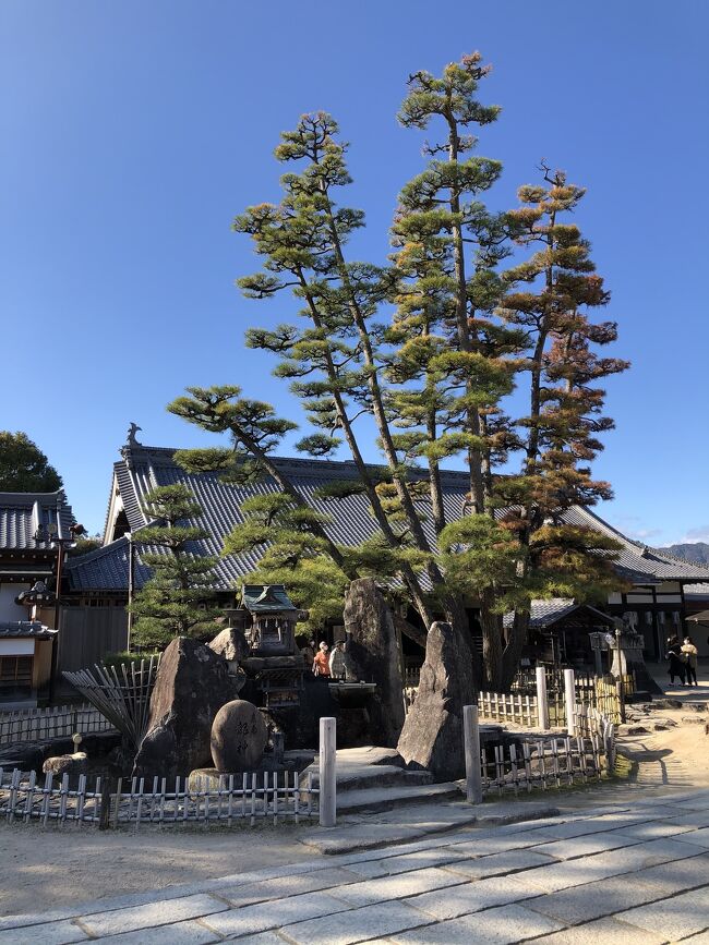 枝のつき方がスゴイ松