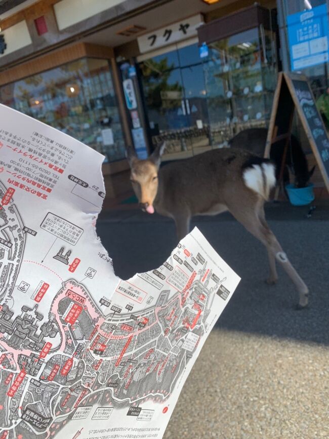 マップを鹿にかじられてしまった…<br />このドヤ顔よ…<br />「食ってやったぜ」