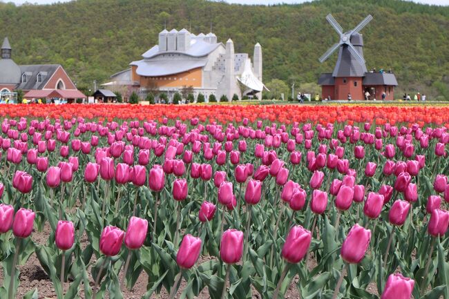 19春 オホーツク湧別 遠軽 日帰りでチューリップ ちょこっと芝桜鑑賞 北海道の旅行記 ブログ By Takaさん フォートラベル 19春 オホーツク湧別 遠軽 日帰りでチューリップ ちょこっと芝桜鑑賞 北海道の旅行記 ブログ By Takaさん フォートラベル