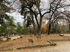 朝7：30にホテルを出発し、シェアサイクルを借りて奈良公園に来ました。
たくさん鹿がいます。