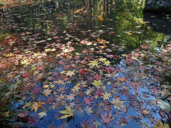 紅葉バスツアー 2 嵐山 嵯峨野 太秦 桂 京都 の旅行記 ブログ By Hal99さん フォートラベル 紅葉バスツアー 2 嵐山 嵯峨野 太秦 桂 京都 の旅行記 ブログ By Hal99さん フォートラベル