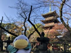 【上野恩賜公園　11月始め】
上野公園の東照宮は紅葉が始まっていました。国立博物館の前の噴水の周りも赤や黄色に色づいてきていました。そのまま東京芸大の前を通って寛永寺によって谷中霊園に行きました。