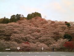 川見四季桜

紅葉が減ったけど
まだまだ綺麗ですね
人もすごく少ないですね