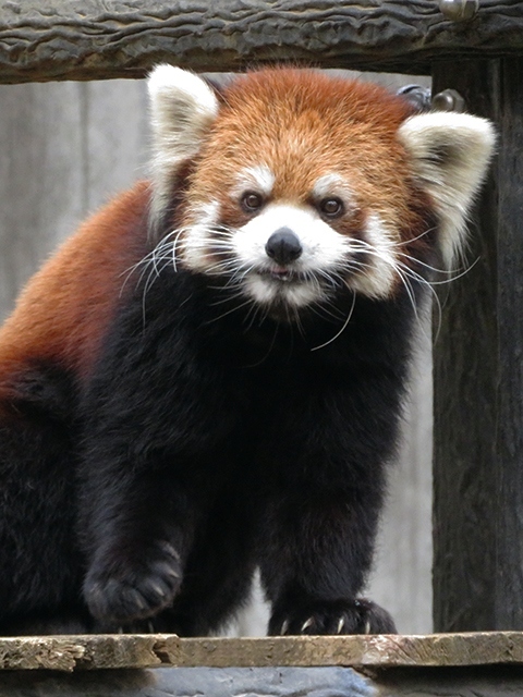 動物コスプレで入園無料デーの千葉市動物公園 18 11 04 千葉市 千葉県 の旅行記 ブログ By のほりんさん フォートラベル