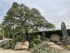 ビーチ沿いに歩いてお宮の松まで来ました。この木は二代目らしい。